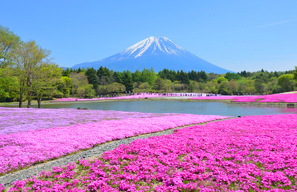 東日本編 春色満喫 4 5 6月におすすめのお花畑スポット7選 カップル旅行の宿泊予約は るるぶトラベル